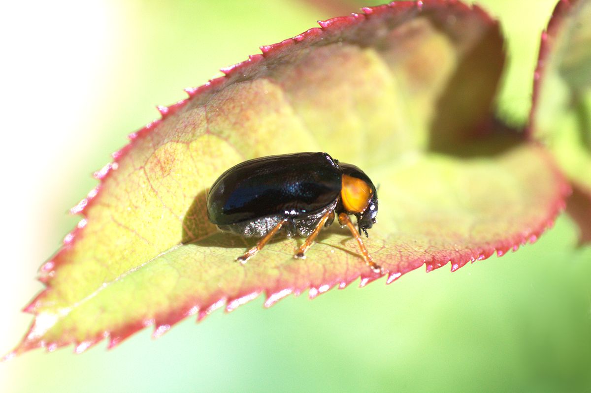 Smaragdina cfr. aurita